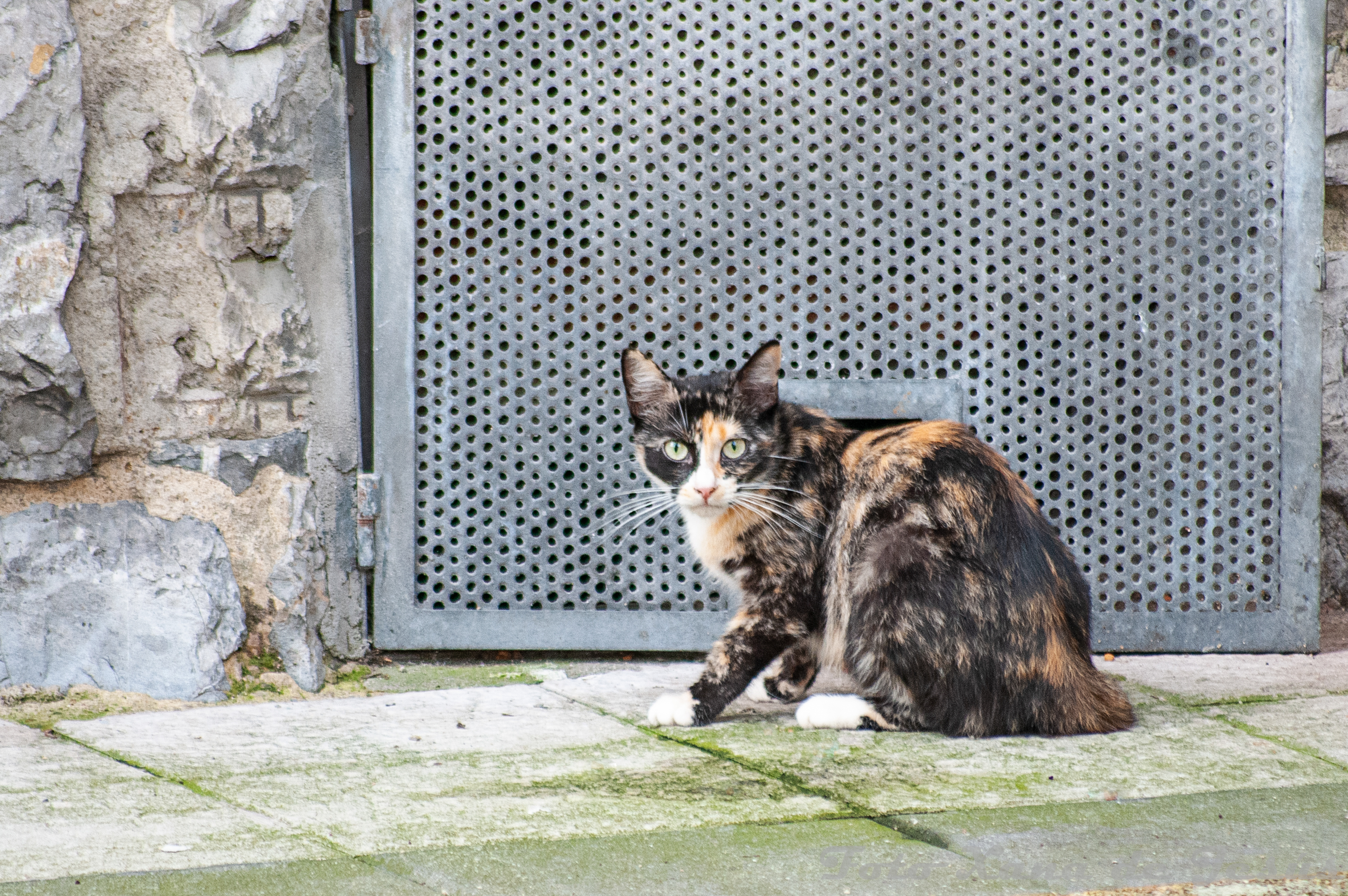 Gata Tina