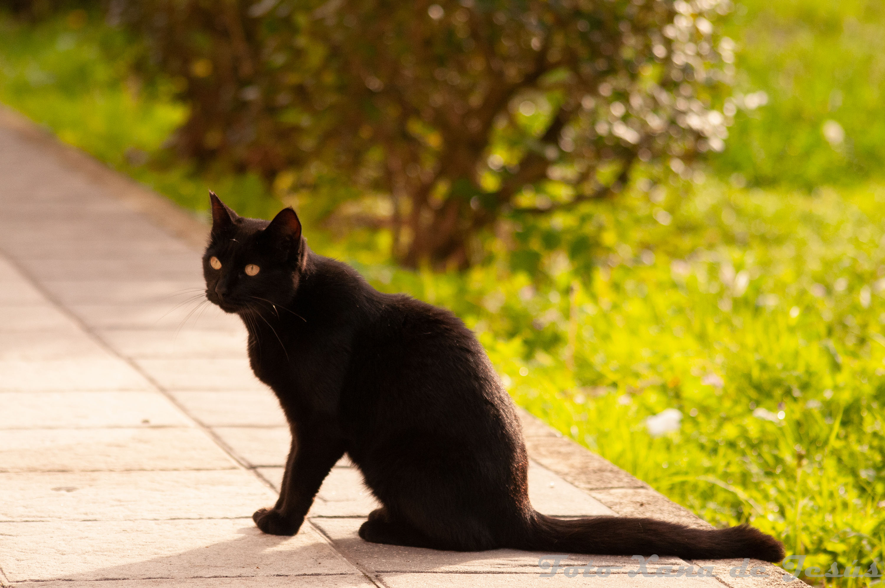 Gato Leo